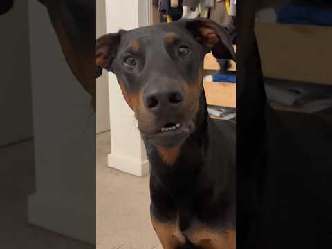 Youtube: Das ist mein einzigartiger Hund Cowboy ❤️