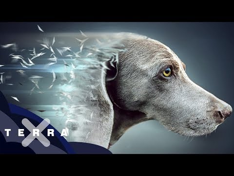 Youtube: Die Geschichte des Hundes