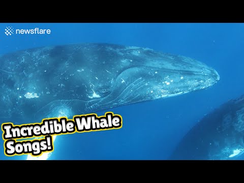 Youtube: Stunning audiovisual recording of humpback whales singing