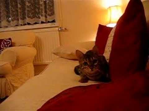 Youtube: Bengal Cat Attack