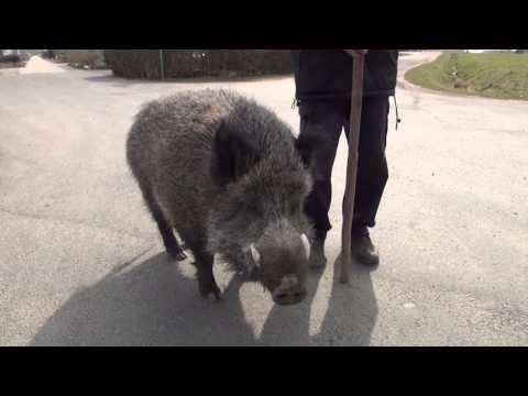 Youtube: Wildschwein Rudi