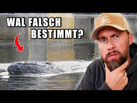 Youtube: EXPERTEN verwechseln Buckelwal mit Finnwal?! Wal in der Ostsee gesichtet | Robert Marc Lehmann