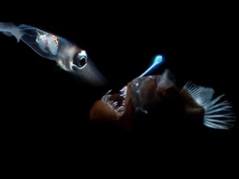 Youtube: Deep Sea Creatures Exhibit Bioluminescence | Blue Planet | BBC Earth