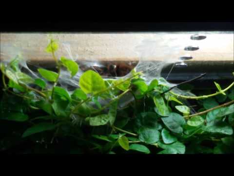 Youtube: Avicularia versicolor Tiffy fängt Schabe