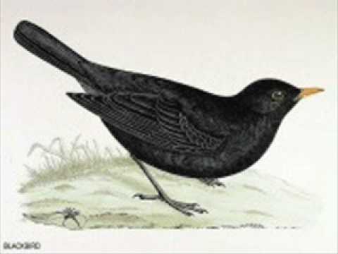 Youtube: The Beatles-Blackbird