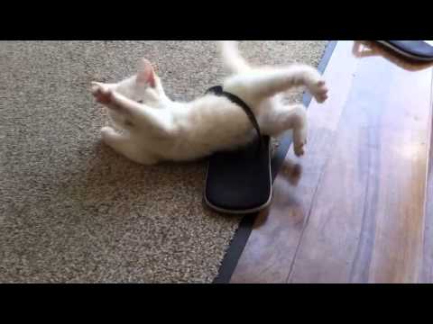 Youtube: Cute Kitten stuck in a sandal