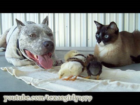 Youtube: AMAZING! PitBull, Cat & Chicks! "I Want You to Want Me" I TexasGirly1979