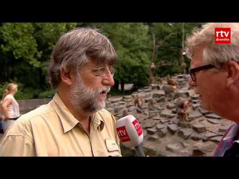 Youtube: Hysterische bavianen in Dierenpark Emmen