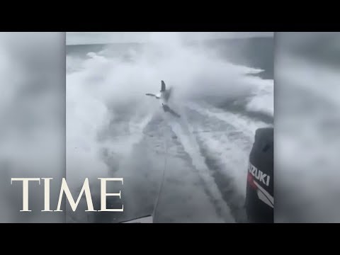 Youtube: Florida Officials Investigate 'Disturbing' Video Of Shark Being Dragged By A Speed Boat | TIME