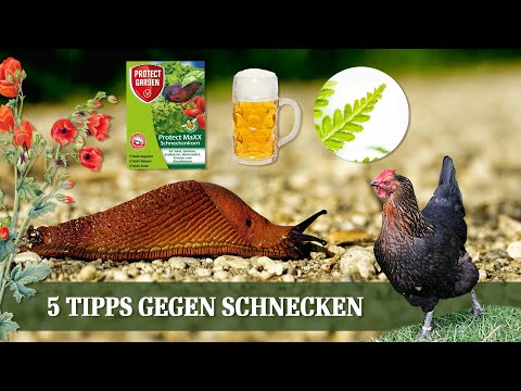 Youtube: Das hilft wirklich gegen Schnecken - 5 Tipps und Mittel zur Schneckenbekämpfung