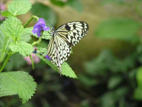 Youtube: Schmetterlingsgarten Friedrichsruh - Scherzo - A Midsummer Night's Dream - Felix Mendelssohn