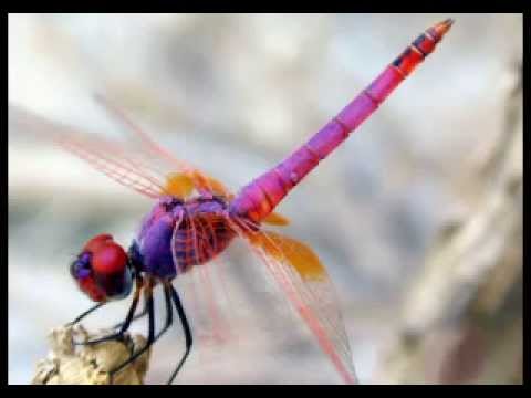 Youtube: Dragonfly (Dream Mix)
