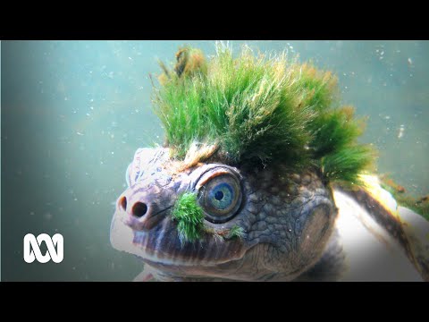 Youtube: Punk bum breathing turtle saved by a local community 🐢🤘 | ABC Australia