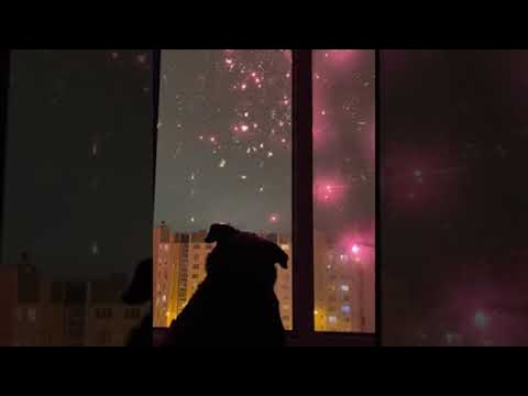 Youtube: Fireworks Display Fascinates Doggy || ViralHog