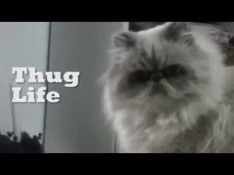 Youtube: Gato malo :: Thug Life