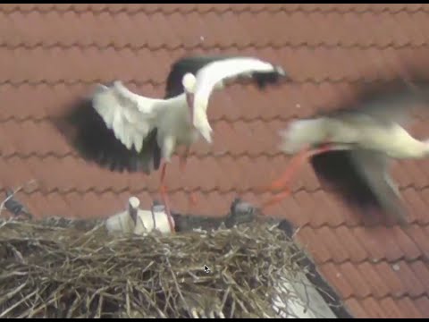 Youtube: Storch wirft ein junges aus dem Nest
