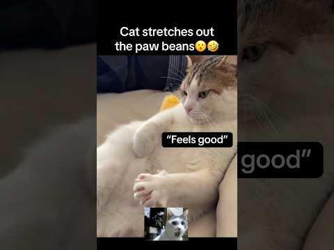 Youtube: Paw stretch🥹 #fyp #viral #animals #cat #cats #cute #pets #aww #catvideos #fypシ #shorts #ytshorts