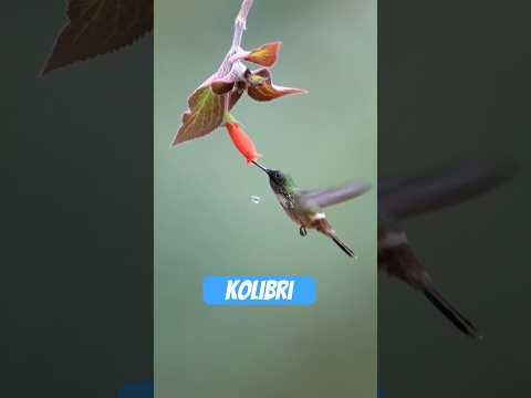 Youtube: Der Kolibri – Drohne der Natur