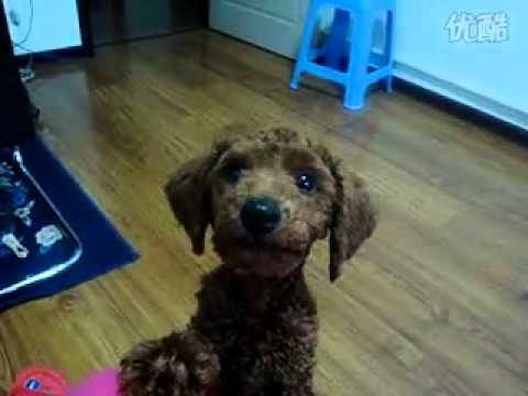 Youtube: A Dog who can say Mama, ALL FOR DOGS