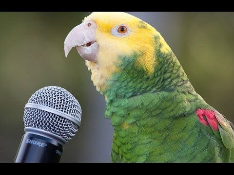 Youtube: Funny Parrot  - A Cute Funny Parrots Talking Videos Compilation ||NEW HD