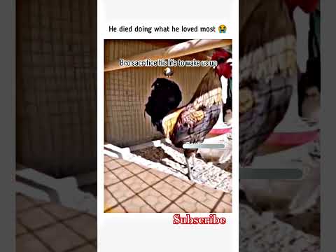 Youtube: Justice For this Bro😢 #memes #meme #memehub #memesworldofficial #short #shorts