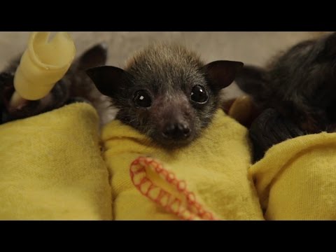 Youtube: Baby Bat Burritos