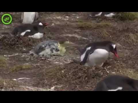 Youtube: Pinguin furze und scheißt auf den hintermann