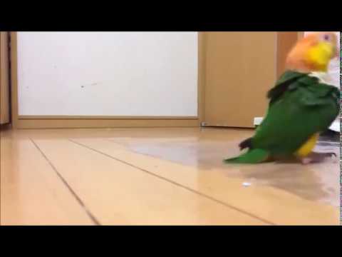 Youtube: Prussian bird