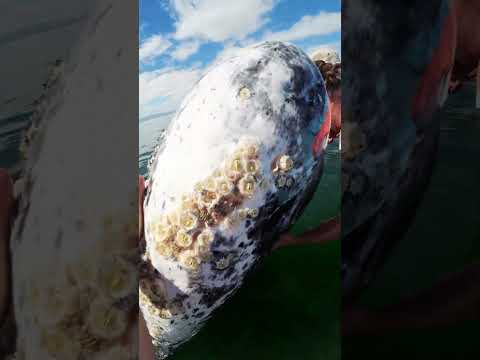 Youtube: Friendly Whale Wants Nose Scratched #shorts