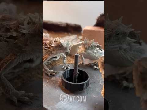 Youtube: Greedy Horned Lizards REFUSE to Share🦎