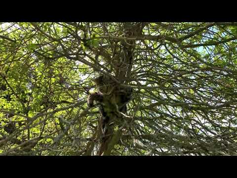 Youtube: Baghira auf dem Baum