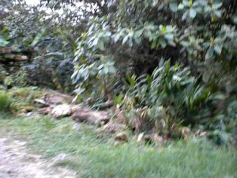 Youtube: Haeske Raw Family (and friend) on El Pianista Trail near Boquete, Panamá