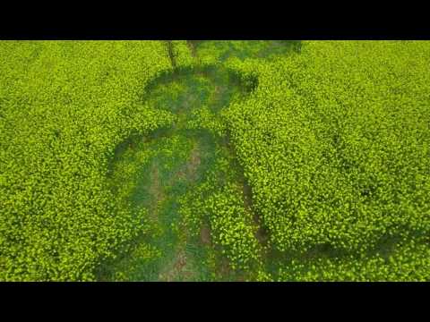Youtube: Willoughby Hedge Crop Circle 4k60p  5.5.2017  V2