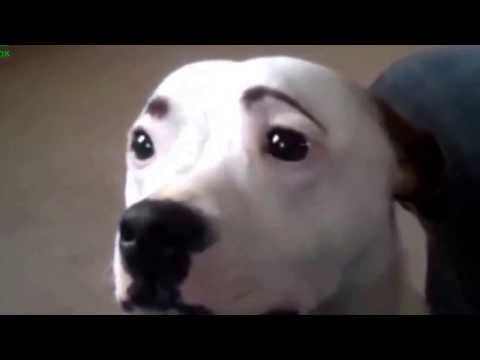 Youtube: Funny Dogs With Eyebrows