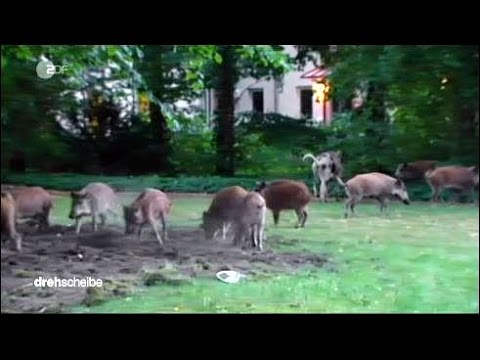 Youtube: Das wilde Berlin: Eine Invasion freilebender Tiere?