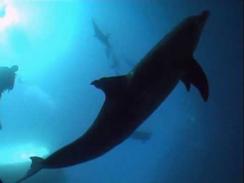 Youtube: scuba diving with 15 dolphins in Hurghada Egypt
