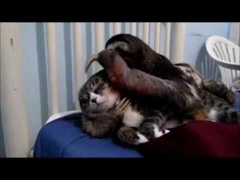 Youtube: Sloth and cat / Gato com preguiça / Sloth Prince and her best friend Daisy