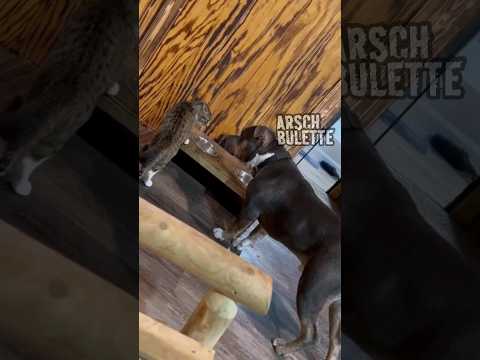 Youtube: WAS AUFPASSEN ALTER?🤣🤣🤣 #lustig #witzig #tiere #katzen #hunde