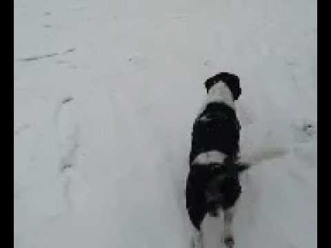 Youtube: Shiva&Rocky im Schnee