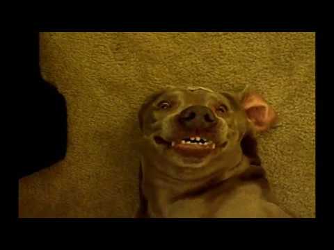 Youtube: dog farts and makes funny face