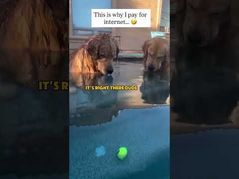 Youtube: 🐕😂🤗✨️