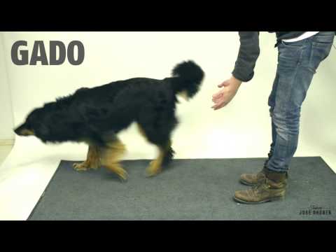 Youtube: Taikuutta koirille - Magic for dogs
