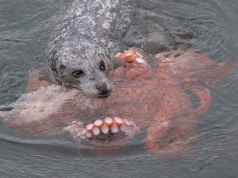 Youtube: Incredible Fight! Harbour Seal vs Giant Pacific Octopus