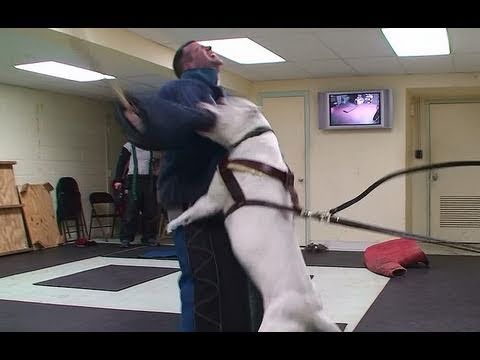 Youtube: Training Personal Protection Dogs To Protect Themselves! (K9-1.com)