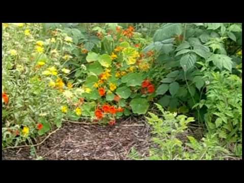 Youtube: (1/5) Permakultur - eine Führung durch den Garten