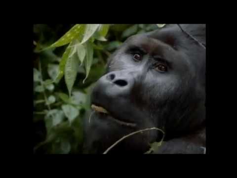 Youtube: Heinz Sielmanns Expeditionen - Ausschnitt aus dem Naturfilm "Expeditionen ins Reich der Gorillas"
