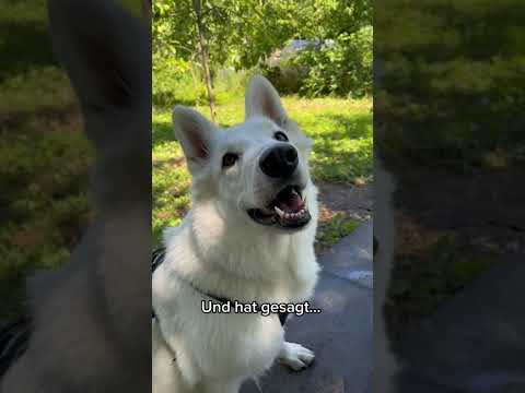 Youtube: Schäferhund Coco fährt kein Fahrrad!