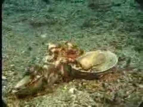 Youtube: One Very Clever Octopus