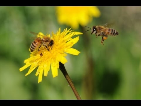Youtube: What Will Happen if Bees Disappear?