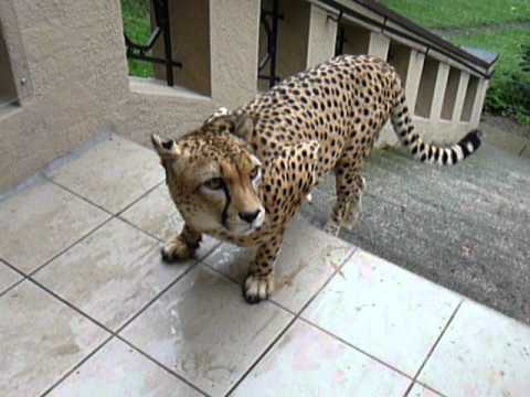 Youtube: Gepard 5.MOV